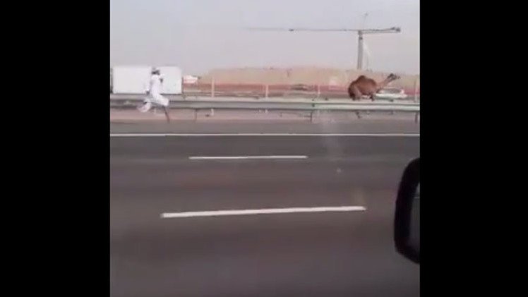 El árabe que persigue descalzo a su camello por una autopista desata la risa en Internet