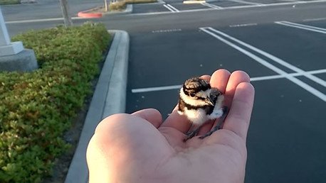 El final feliz de un indefenso y extraviado pajarito 