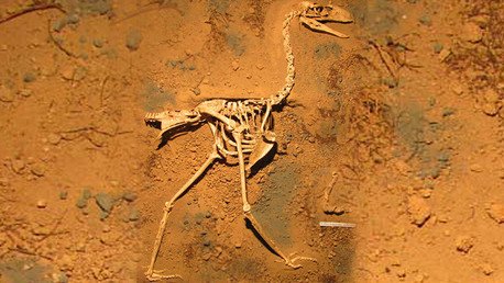 Descubren en Argentina los fósiles mejor conservados de un 'ave del terror'  - RT