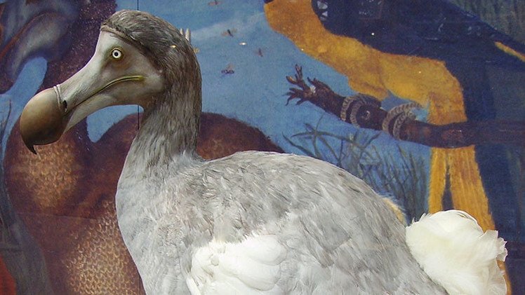 Un cóctel fecal provocó la primera gran extinción de dodos de isla Mauricio