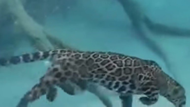 Felino de agua dulce: Vea con que naturalidad se desplaza un jaguar bajo el agua