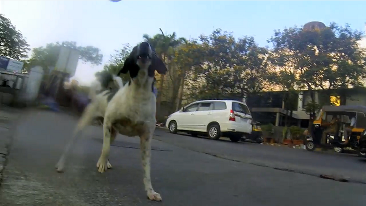 El día a día de un perro en las calles de Bombay a vista de GoPro