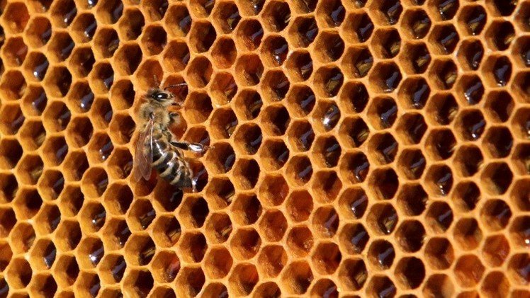 Reporte: Las abejas se extinguen a un ritmo alarmante en EE.UU. 