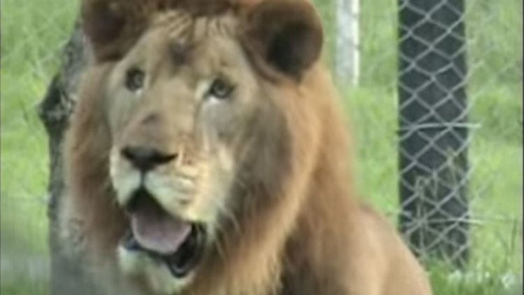 Un león toca la hierba por primera tras pasar 13 años en una jaula