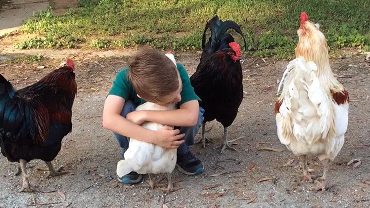 Una gallina 'abraza' a un chico tras asegurarse de que era la persona indicada