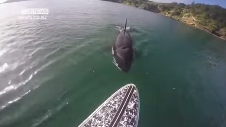Acompañado por la muerte: una ballena asesina persigue y muerde un 'paddle board'