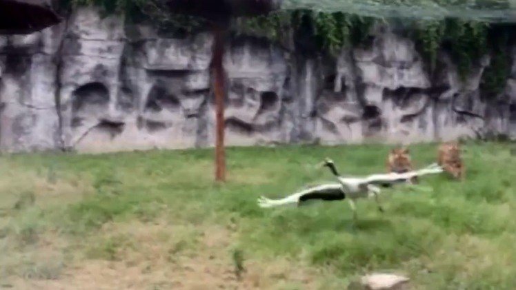 Una valiente grulla repele el ataque de dos tigres en un zoológico chino