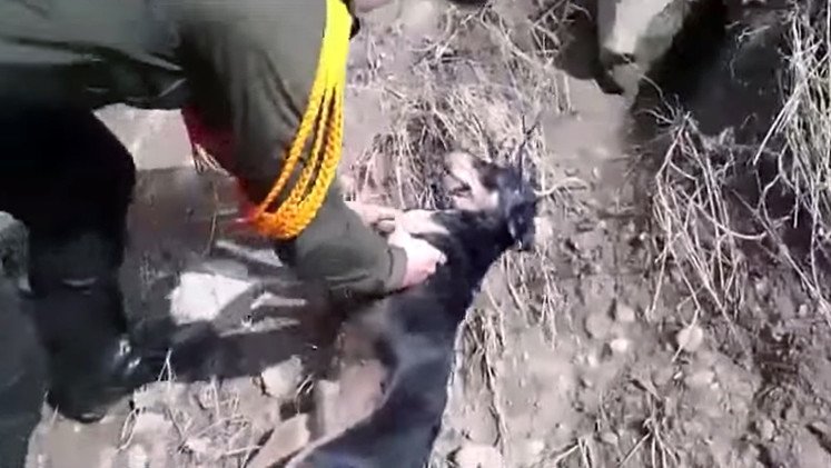 Colombia: Policías rescatan a un perrito de un río arriesgando la propia vida 