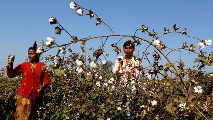 India: Monsanto puede estar detrás de miles de suicidios de agricultores de algodón