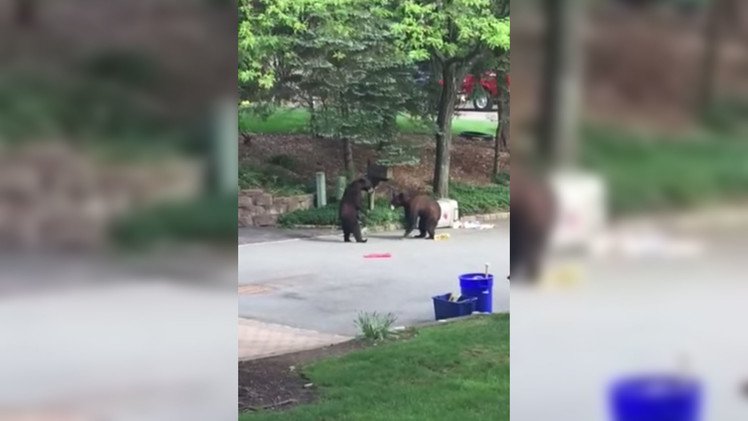 Dos pequeños osos se pelean por un cubo de basura 