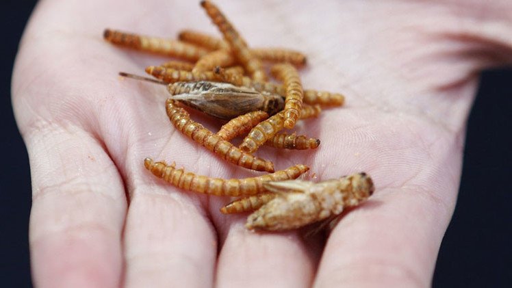 Comida impresa en 3D y bocadillos de insectos: cómo se salvará del hambre la humanidad