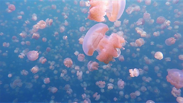Impresionante video: Un hombre bucea en un lago infestado de millones de medusas 