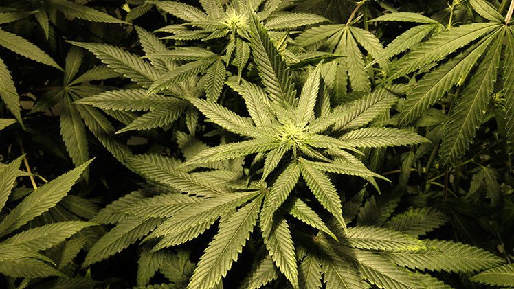 Cannabis medicinal: ¿Esperanza para los enfermos o excusa para el dopaje?