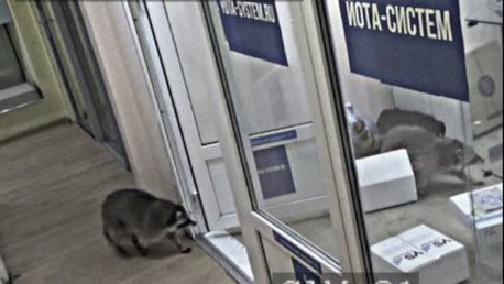 Captan 'in fraganti' a tres 'traviesos' mapaches causando destrozos en una tienda  