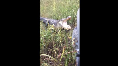 Un cocodrilo se enfrenta a una camioneta: ¿quién gana?