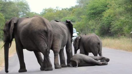 Estremecedora escena: elefantes socorren a una cría desfallecida en la carretera