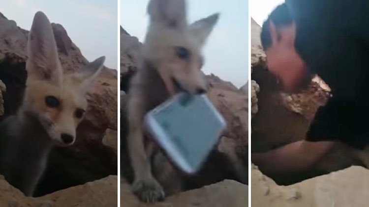 Este feneco es 'un zorro': Roba un teléfono a los jóvenes que lo están grabando