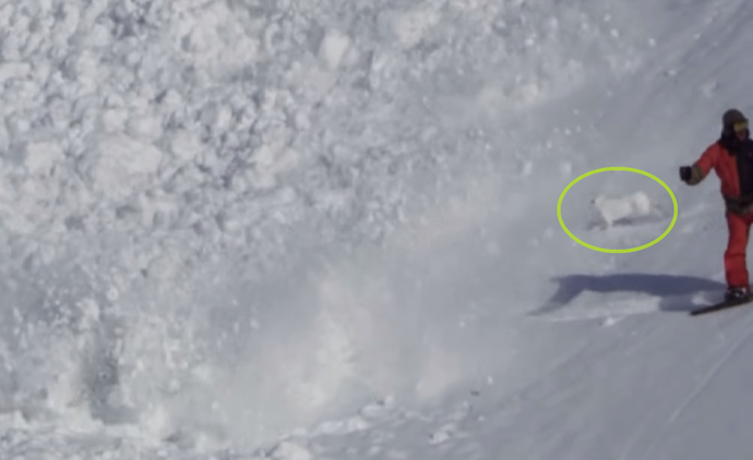 ¡Corre, conejo, corre! Un diminuto mamífero ruso sale airoso de una avalancha de nieve