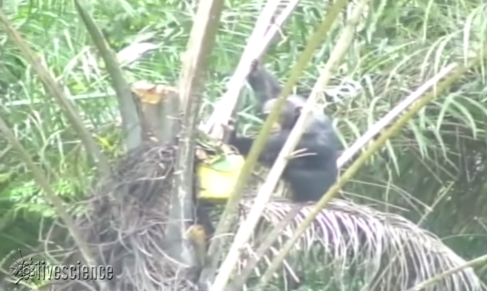 Esta grabación de un chimpancé salvaje confirma la teoría de los 'monos borrachos'