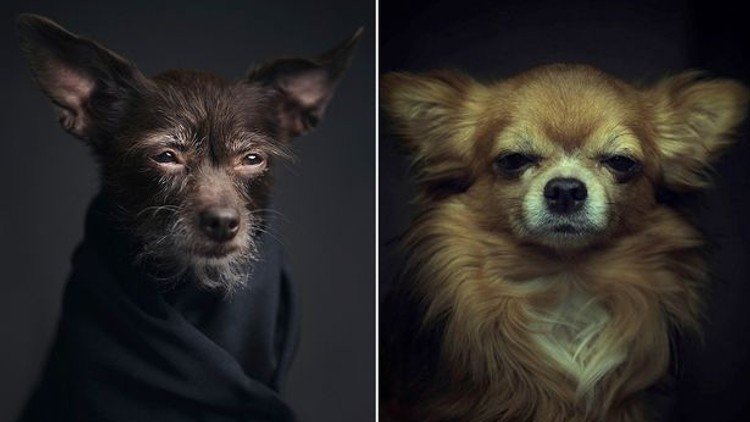 Retratos que captan el aspecto más humano de los animales