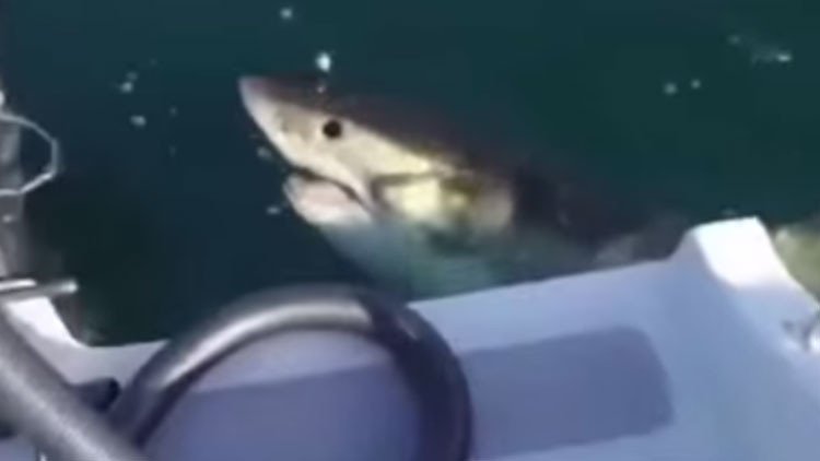 Un tiburón poco amigable muerde el motor de una lancha