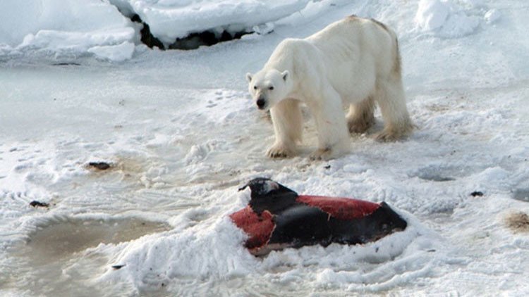 Algo va mal en la naturaleza: Osos polares empiezan a comer delfines (Fotos)