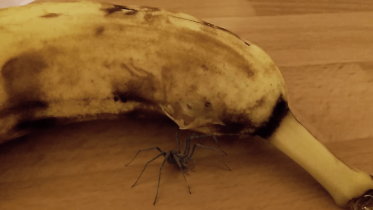 El 'nacimiento' de una araña-alienígena de una banana