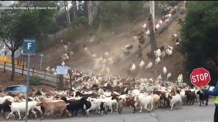 La cabra tira al monte…y a la carretera. ¿Adónde van todas estas?