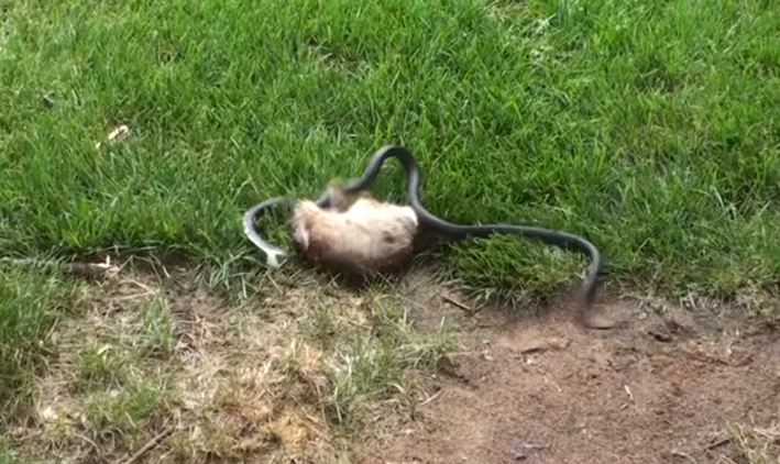 Instinto maternal: la lucha titánica de una coneja contra la serpiente que atacó su cría