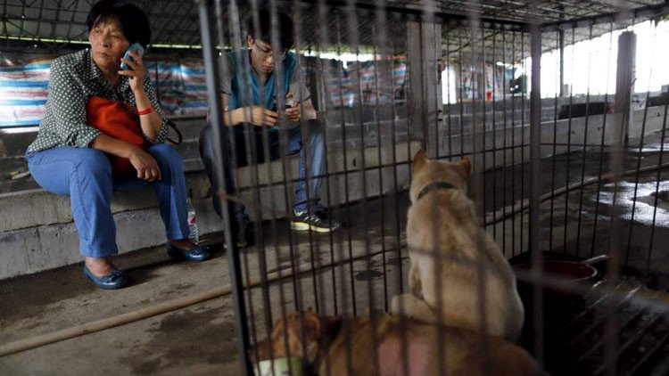 Una china paga para evitar que un centenar de perros sean masacrados en un festival