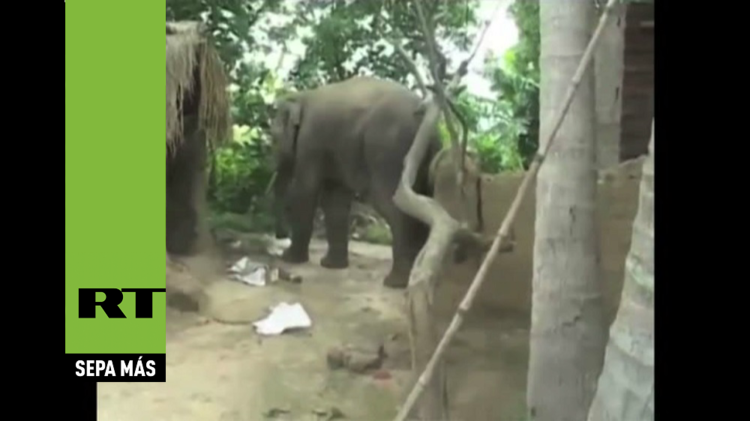 Un elefante desbocado ataca un pueblo en la India hiriendo a dos niños