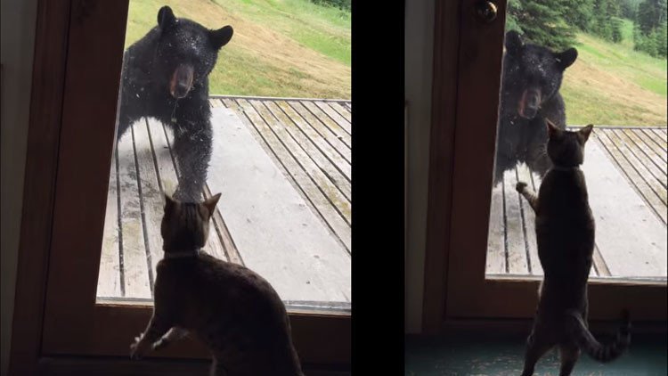 Una "miedosa gata" doméstica ahuyenta a un oso negro de una casa
