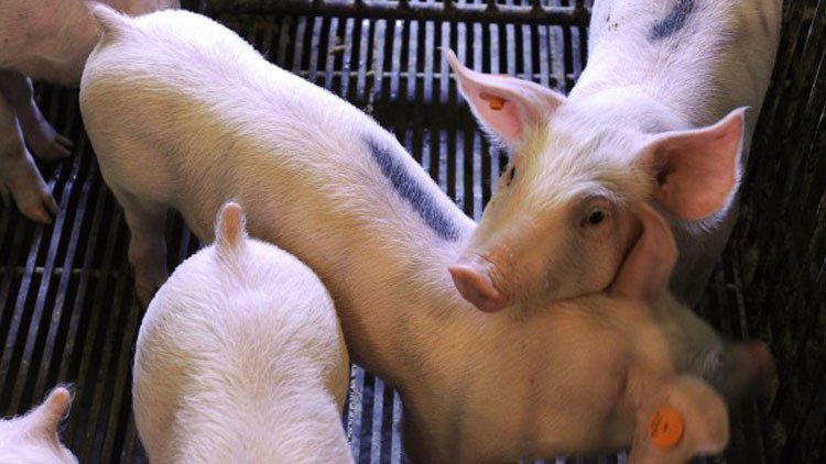 Investigador japonés cultivará órganos humanos en cerdos