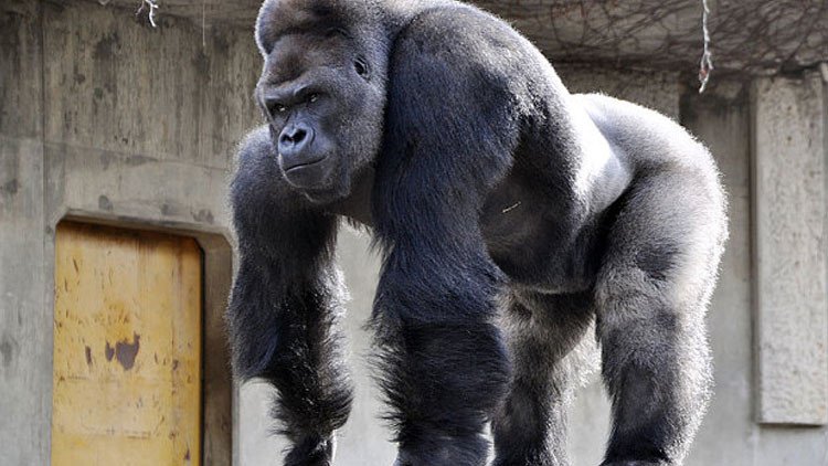 Video, fotos: El 'gorila-galán' se gana los corazones de las mujeres japonesas
