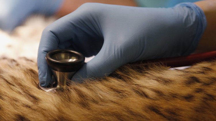 Una veterinaria de Texas que 'cazó' un gato con una flecha evitará cargos de maltrato animal