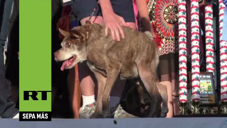 Conozca a Quasimodo, el ganador del título 'el perro más feo del mundo'  