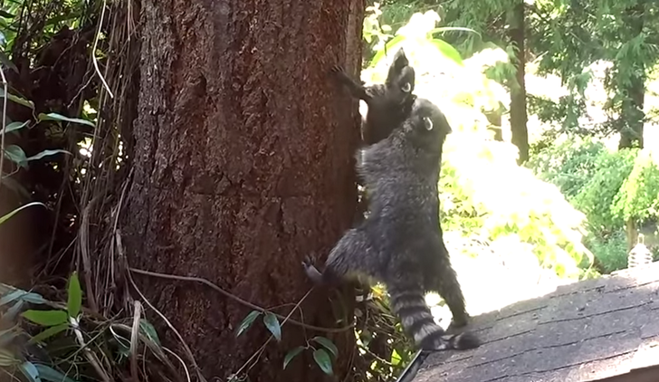 Una mapache enseña a su cría trepar a un árbol