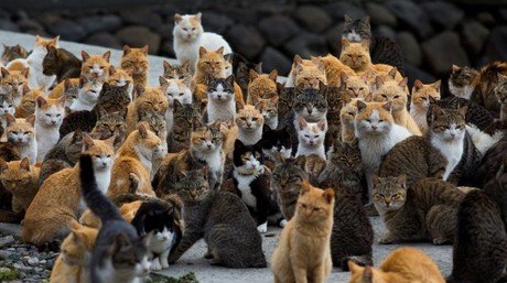 Diez lugares de la Tierra donde hay más animales que humanos (fotos, videos)