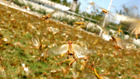 Una masiva plaga de langostas invade una ciudad del suroeste ruso
