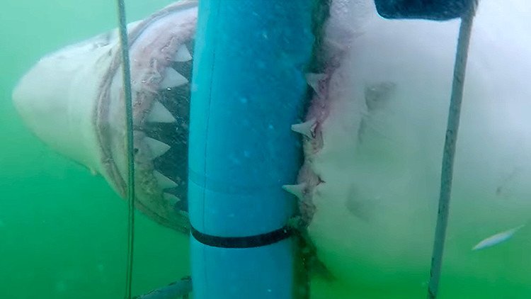 Aterrador momento: Un enfurecido tiburón intenta romper una jaula de buceo