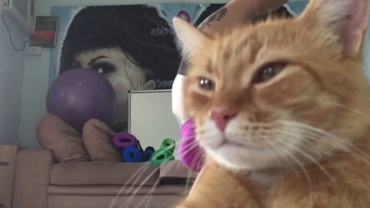 El ‘gato arrogante’ conquista la Red 'eclipsando' el video de su dueña yoguista