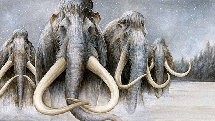 Científicos: La 'resucitación' de los mamuts es "inevitable"