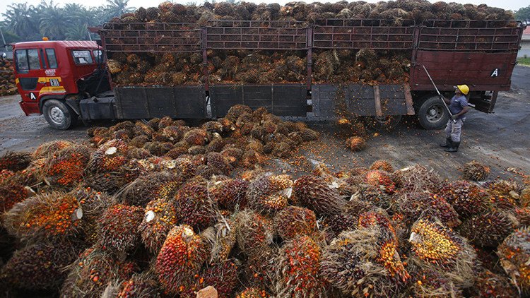 Revelan cómo las plantaciones de palma de aceite arruinan el ecosistema en Asia
