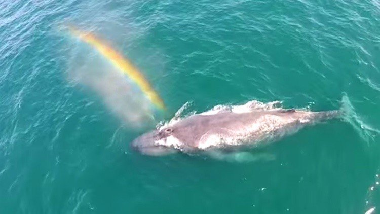 Un dron graba a una ballena expulsando un arcoíris