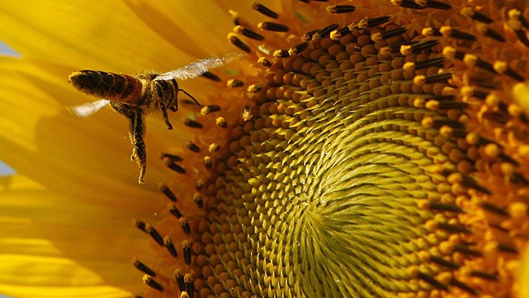 Los abejorros desaparecen al no poder adaptarse al cambio climático