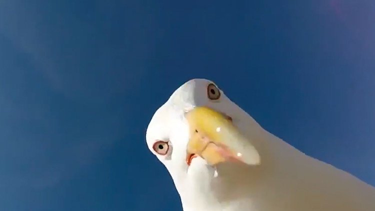 ¿Quién dijo que una gaviota no puede robar una GoPro y sacarse una selfi?
