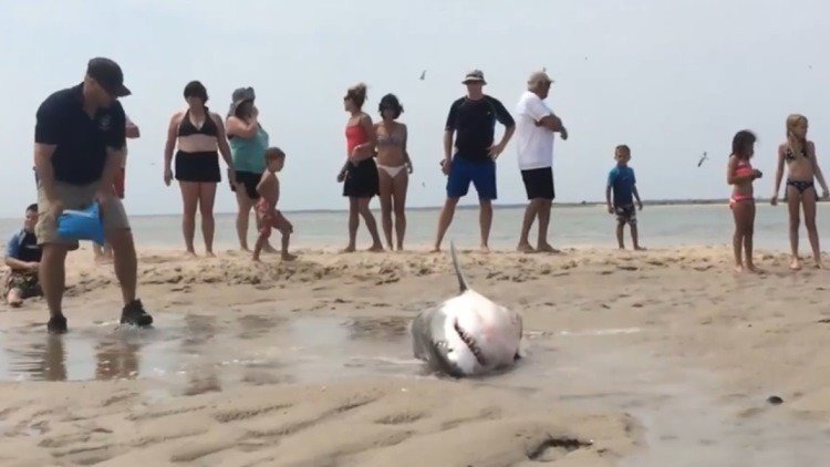 Bañistas salvan a un tiburón blanco que se moría en la playa
