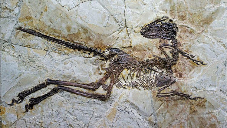 Hallan en China el fósil de un gran dinosaurio emplumado 'pariente' del velociraptor