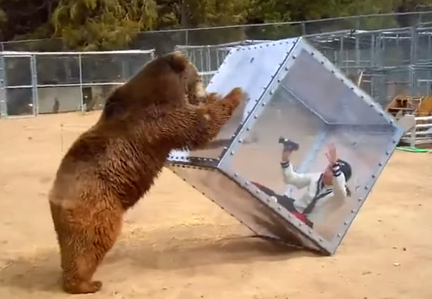 Un oso pardo ataca a una mujer encerrada en un cubo de cristal
