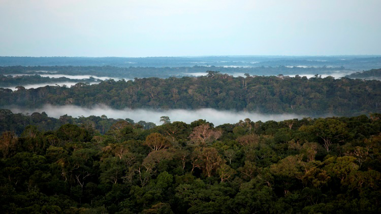 Amazonia poblada y floreciente: Desvelan el mito de las prístinas selvas amazónicas